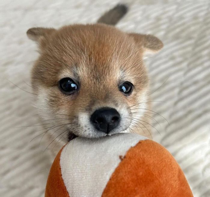 ボールを引っ張るこまちゃん