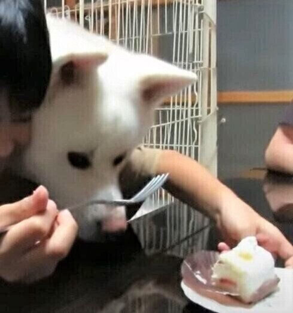 見てるだけです 美味しそうなケーキを見つめ続ける秋田犬 誕生日会に参加中 いぬのきもちweb Magazine 見てるだけです 美味しそうなケーキを見つめ続ける秋田犬 誕生日会に参加中 いぬのきもちweb Magazine