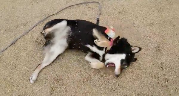 お散歩する黒柴