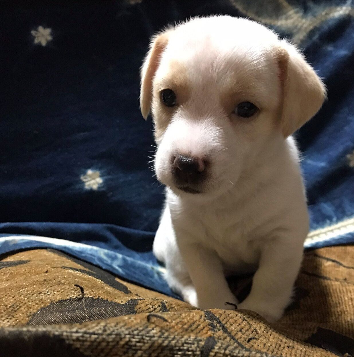 お迎え当時、生後2カ月のころに撮影したかんたくん