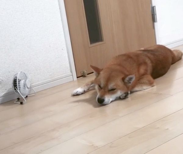 まったりする柴犬
