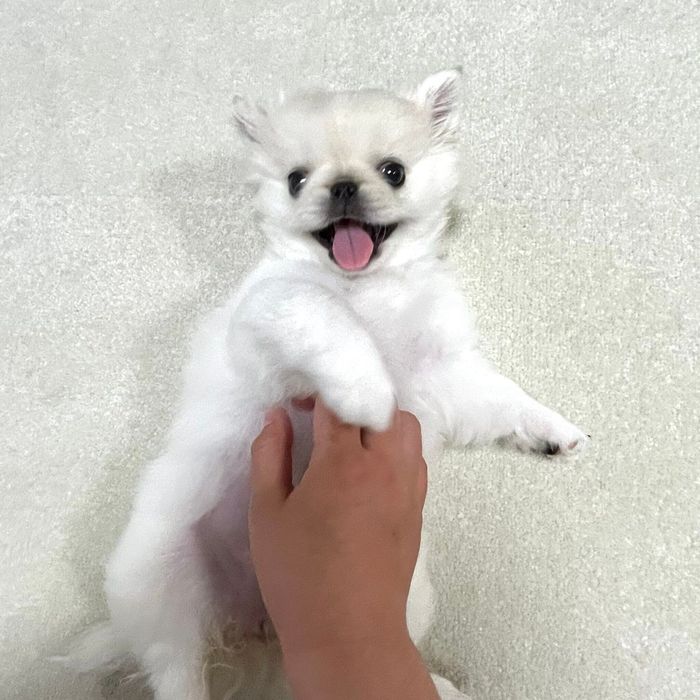 寝転がるもぐちよちゃん