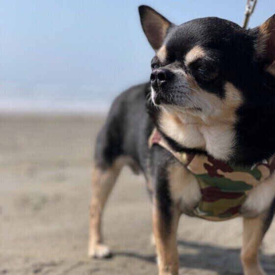 この人大好き！犬が一緒にいたい人の特徴4つ いぬのきもち