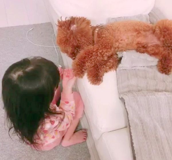 女の子の遊びに付き合うトイ・プードル