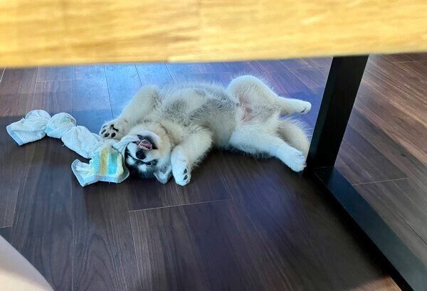 おなかを出すアルくん