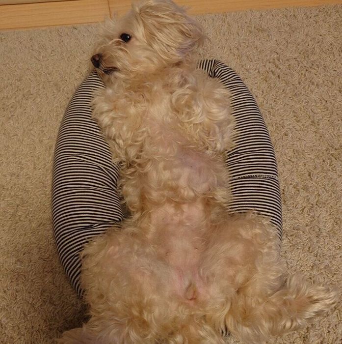 9才の犬