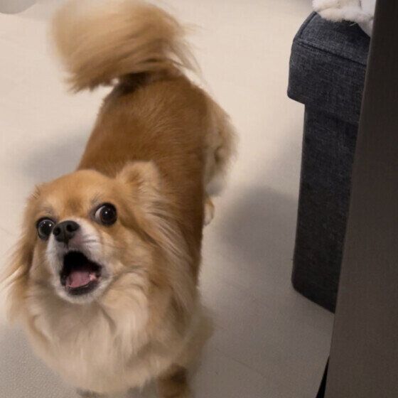 チワワ　めめかちゃん