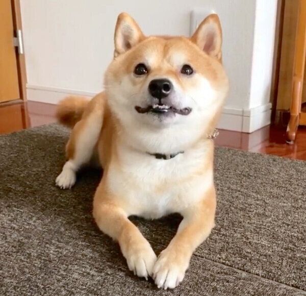 なにかを真剣に見つめる豆千代くん