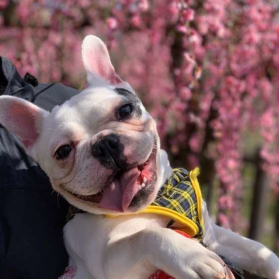 フレンチ・ブルドッグのこむぎちゃん