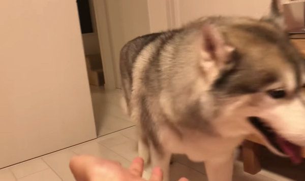 飼い主さんを無視するシベリアン・ハスキー