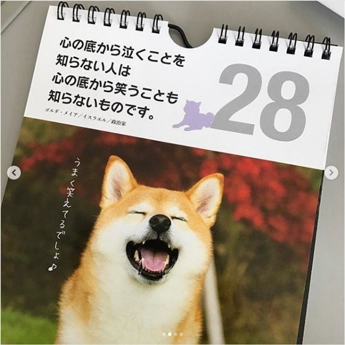 毎日の生活にワンコを ダイソーの 日めくり名言カレンダー が深イイ いぬのきもちweb Magazine 毎日の生活にワンコを ダイソーの 日めくり名言カレンダー が深イイ いぬのきもちweb Magazine