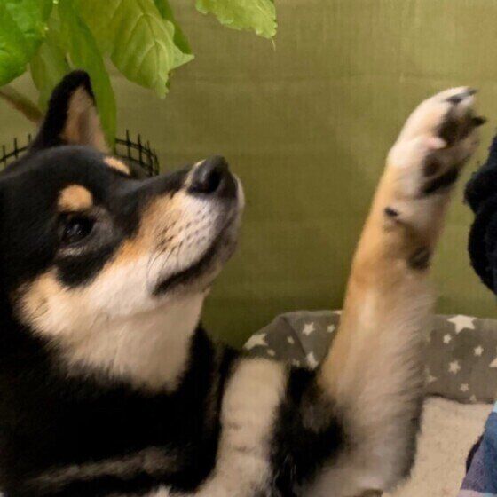 ちょいちょいする柴犬