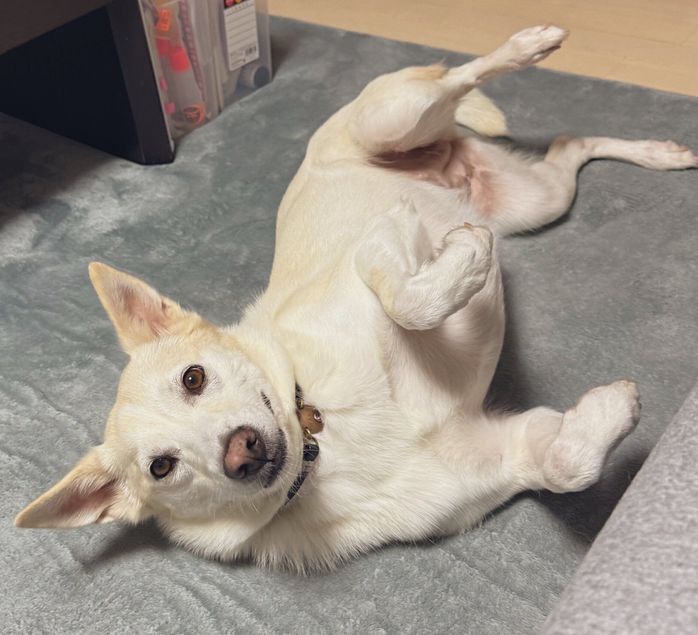 おなかを出して寝転がるハクちゃん