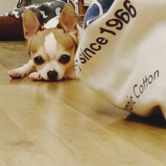 見つめるチワワ