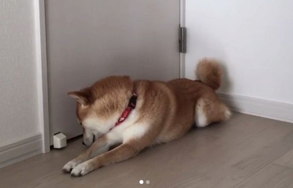 パパさんのことが大好きな柴犬