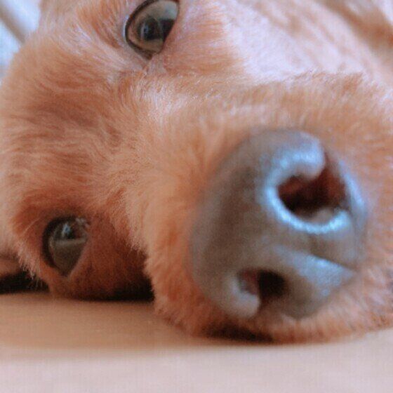 トイプードルのチャコちゃん