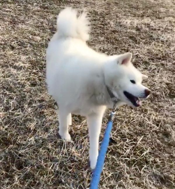 お散歩中にストライキを起こす秋田犬