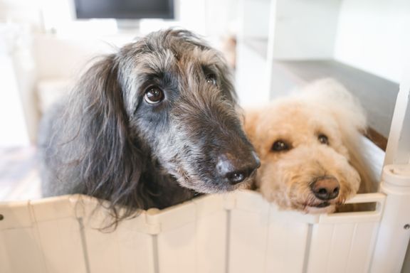 白と黒の2頭の犬