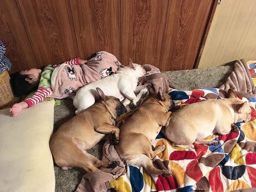 みんなでスヤスヤ、フレンチブルドッグ