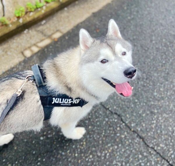 散歩をするウルくん