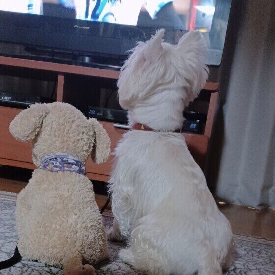 ウエスト・ハイランド・ホワイト・テリアの永遠くん