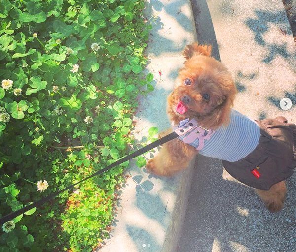 元繁殖犬・トイ・プードルのニコちゃん