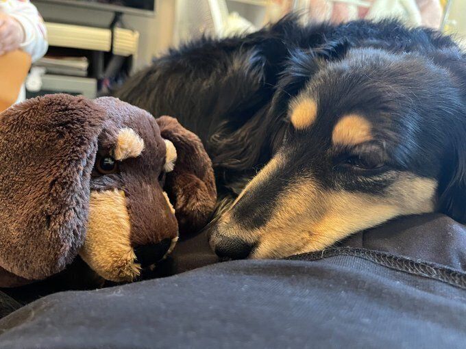 お気に入りのぬいぐるみと一緒に眠るとら吉くん