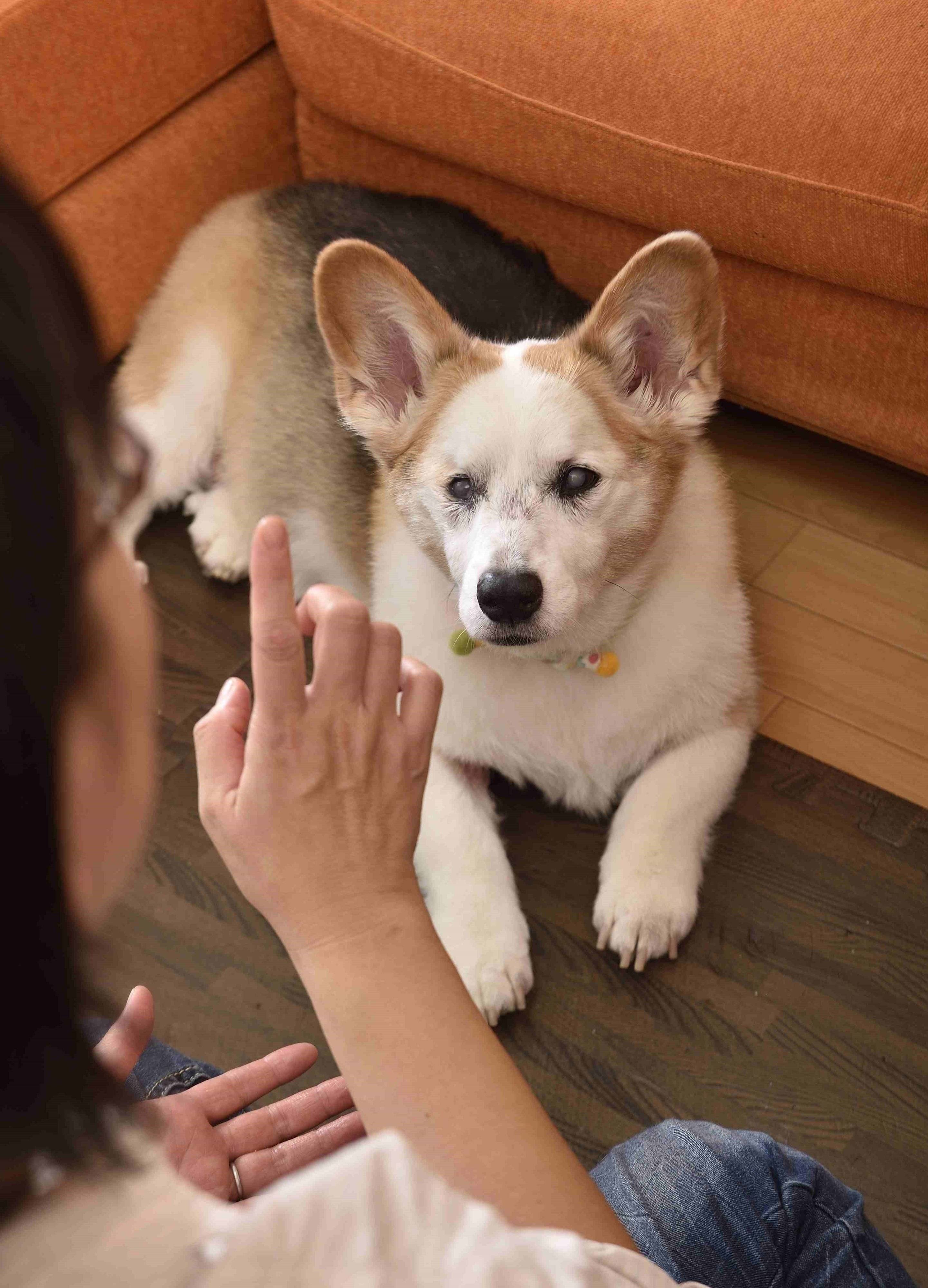 現在、右目が見えないラッキーくん。しかし「ミテ」と言うと、飼い主さんがいるほうを向きます。子犬のころしつけをがんばったおかげで、失明してもコミュニケーションがとれるのです。