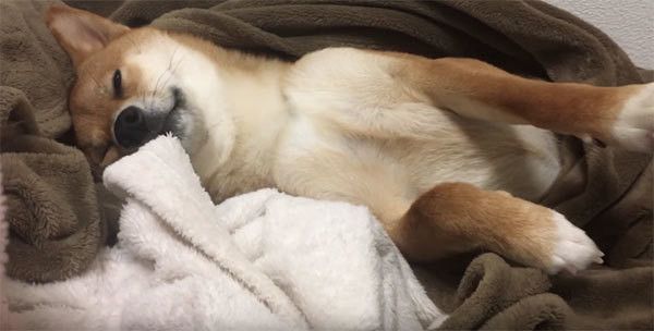 眠そうな柴犬