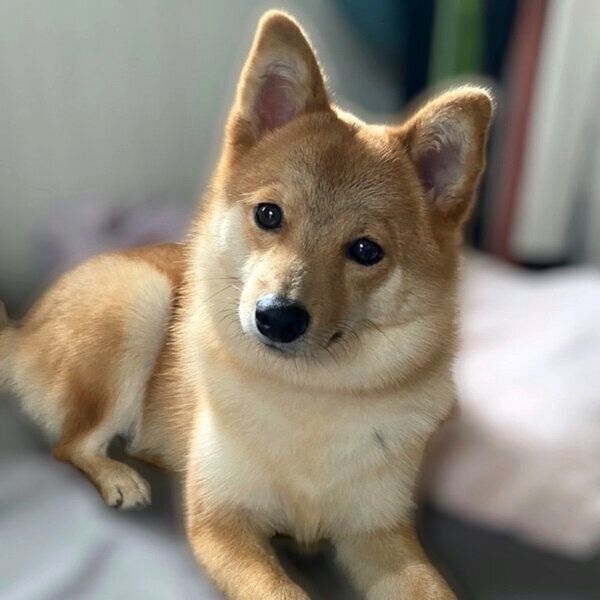 見つめるトンボくん