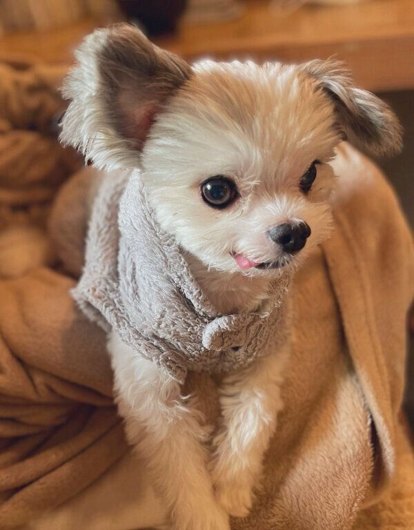 舌をぺろっとするカマンちゃん