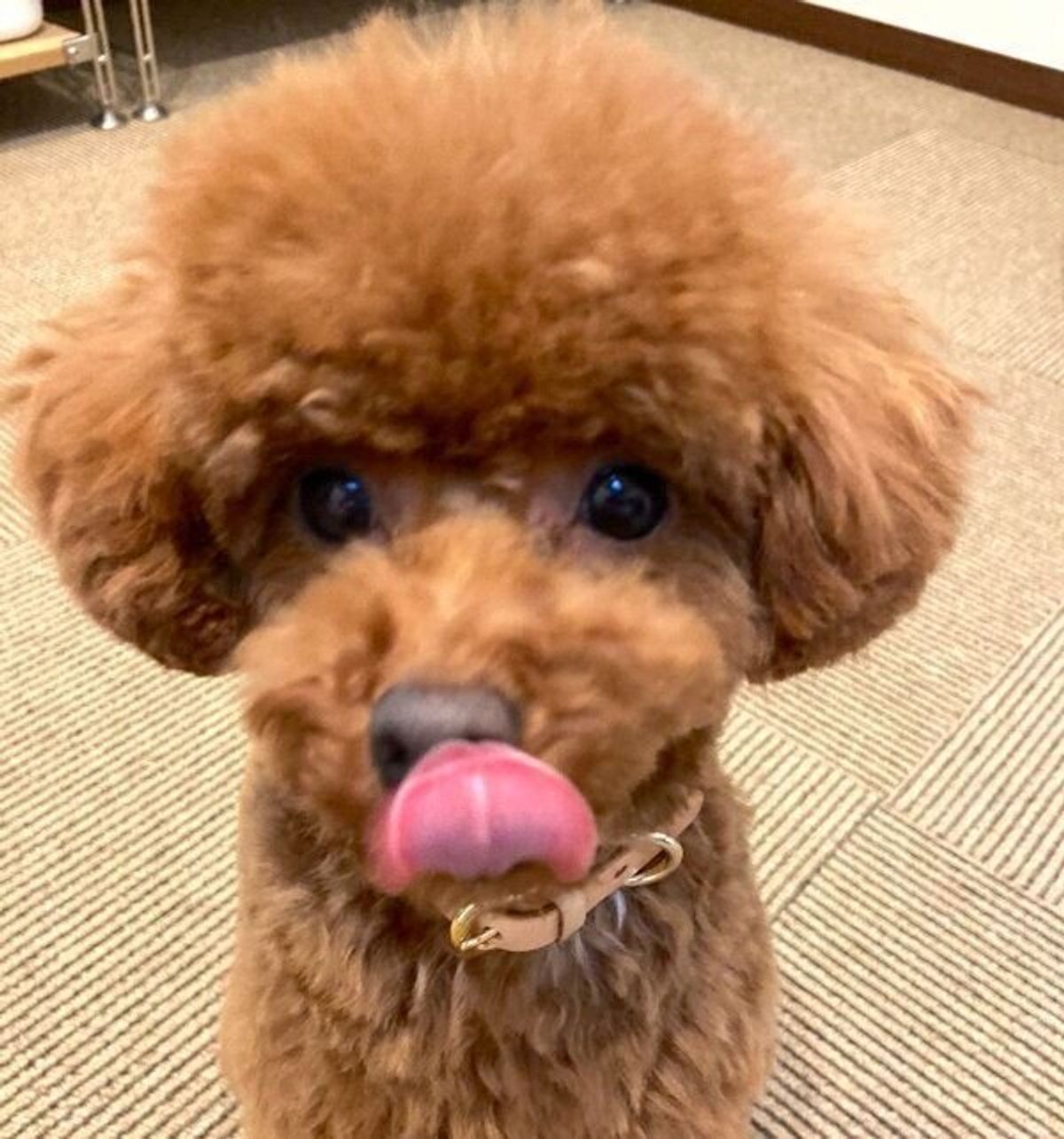 おやつはどっち 自信満々で間違えまくるトイプー なんで の表情にほっこり いぬのきもちweb Magazine おやつはどっち 自信満々で間違えまくるトイプー なんで の表情にほっこり いぬのきもちweb Magazine