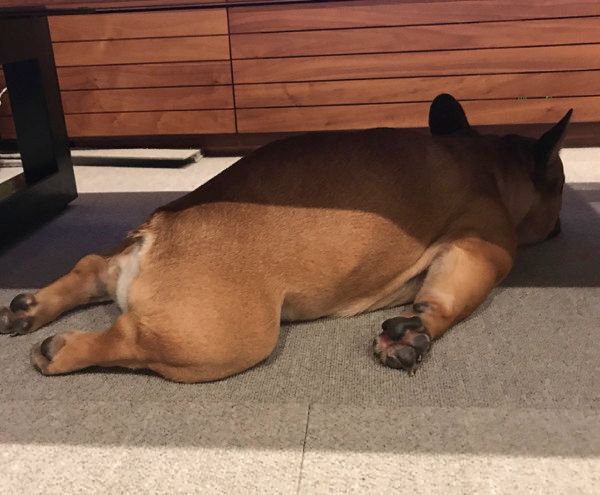 驚きの体勢で寝落ちしちゃう犬