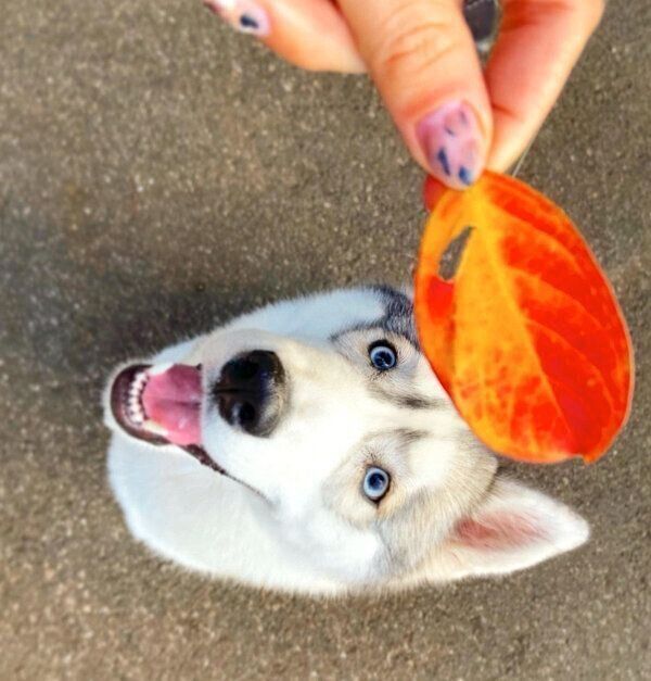 葉っぱを見つめるラムちゃん