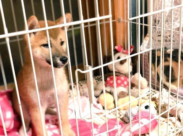 笑顔が尊い柴犬・そらくん