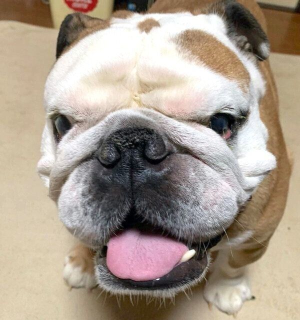 笑顔のぶるおくん