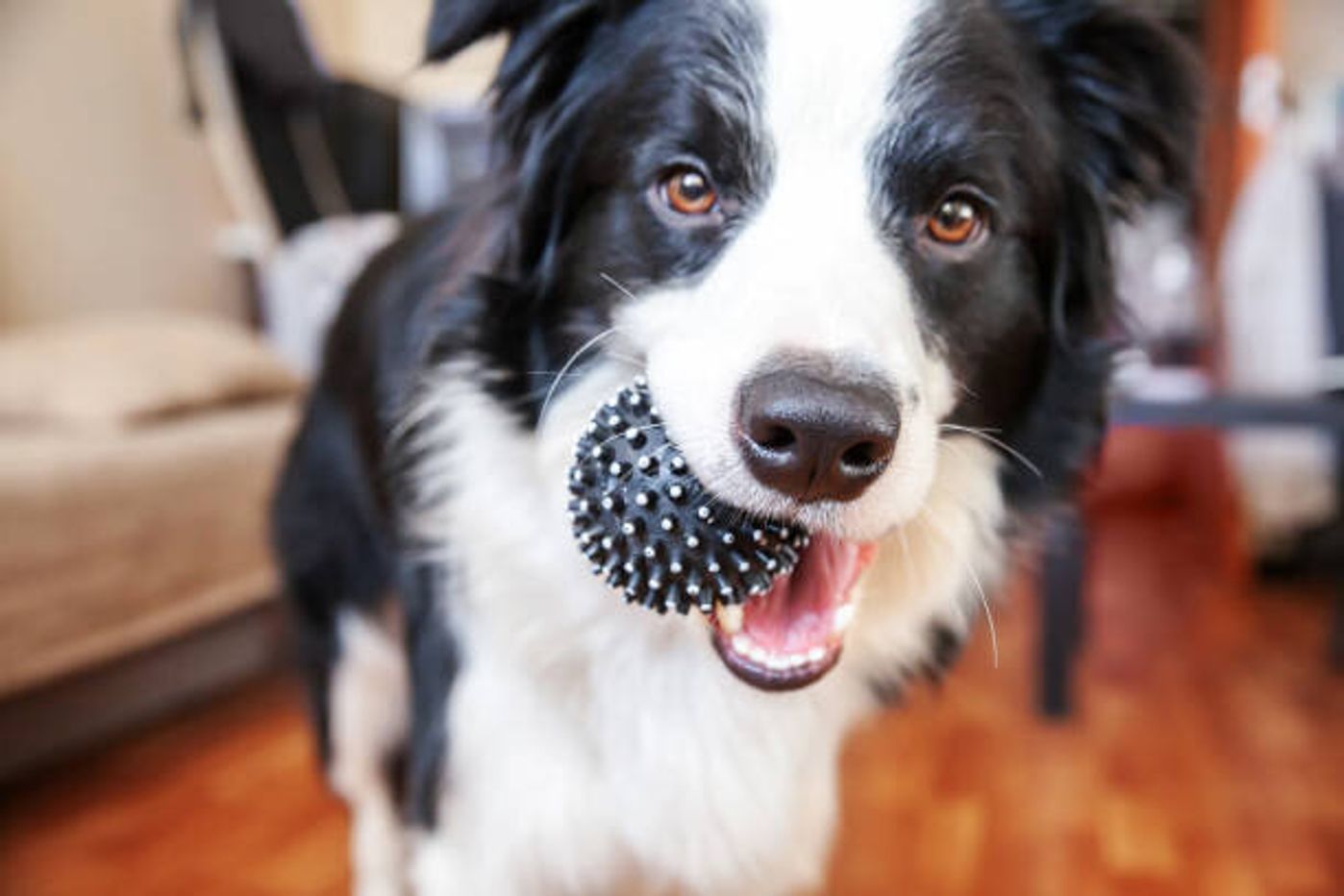 愛犬のしぐさ 様子をチェック 寒い時期に起こりやすい犬の病気って いぬのきもちweb Magazine 愛犬のしぐさ 様子をチェック 寒い時期に起こりやすい犬の病気って いぬのきもちweb Magazine