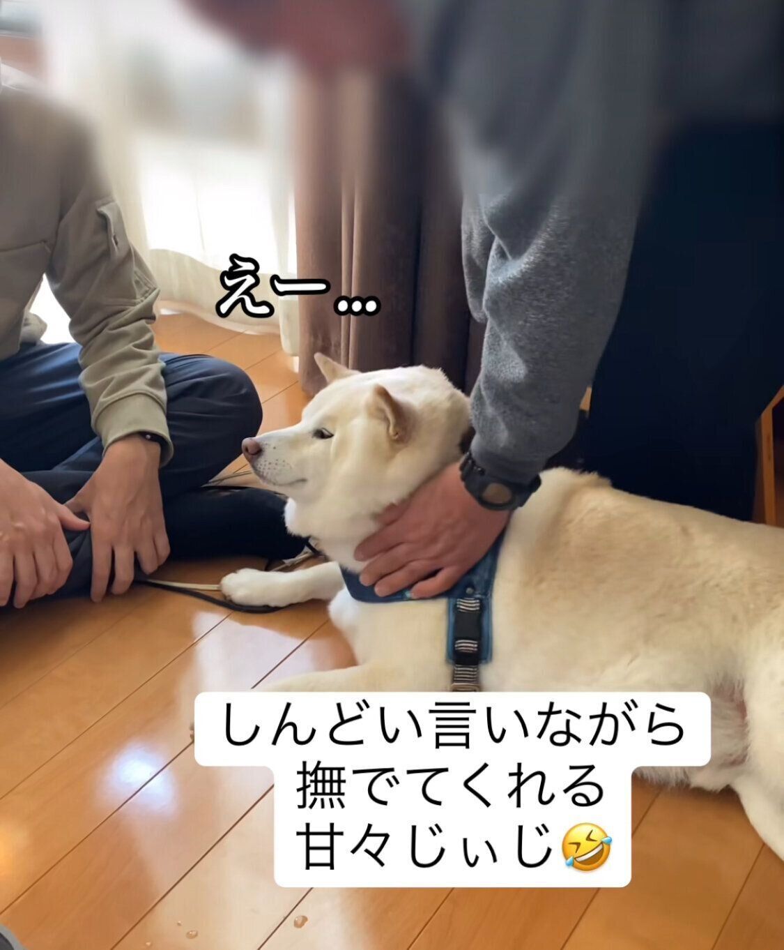 ナデナデを要求するごん太くん