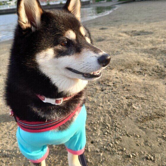 柴のモモちゃん