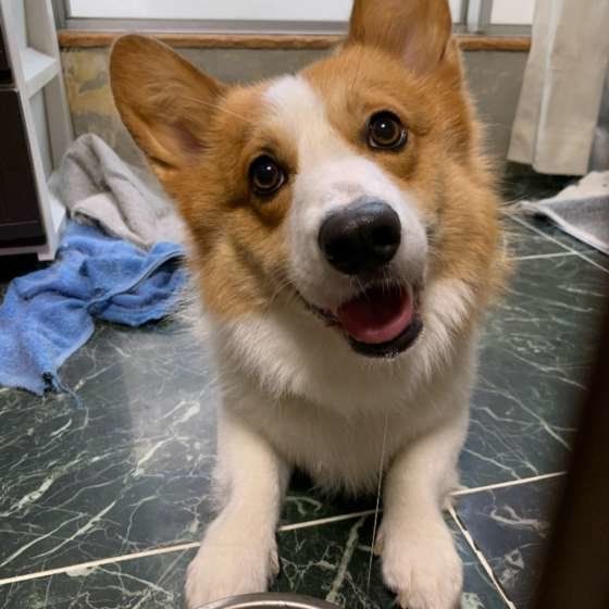 笑顔のウェルシュ・コーギー・ペンブローク