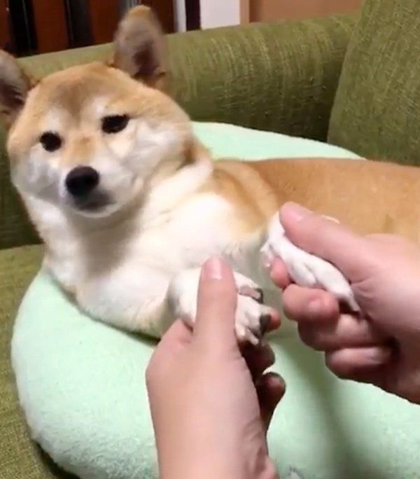 されるがままの柴犬