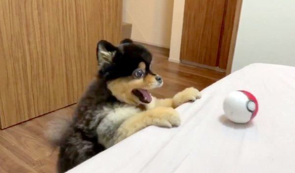 「モンスターボール」で遊ぶたろ吉ちゃん