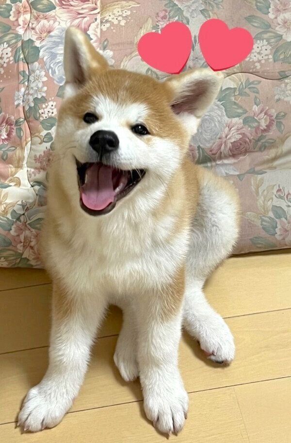 笑顔が可愛いきなこちゃん