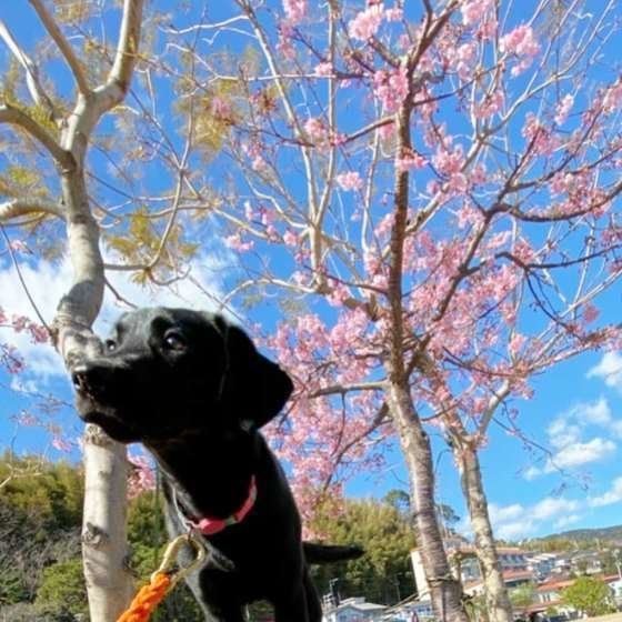 春のお散歩は草花などの中毒に気をつけよう！