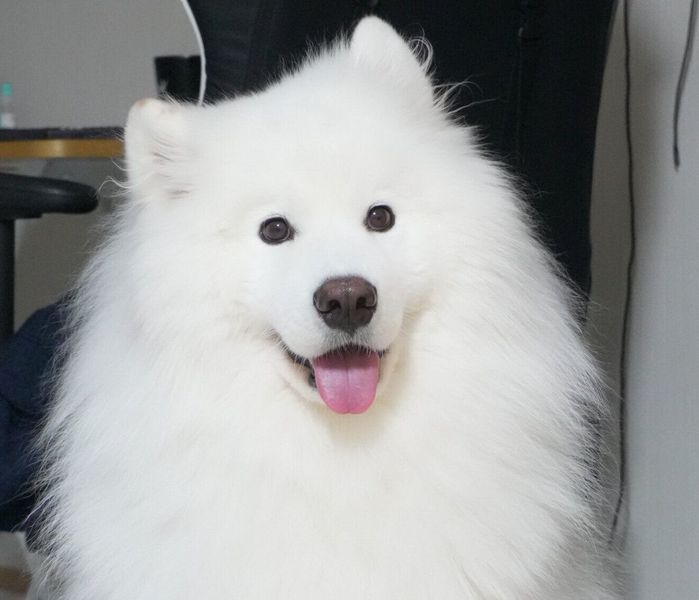 笑顔が可愛いダッツくん