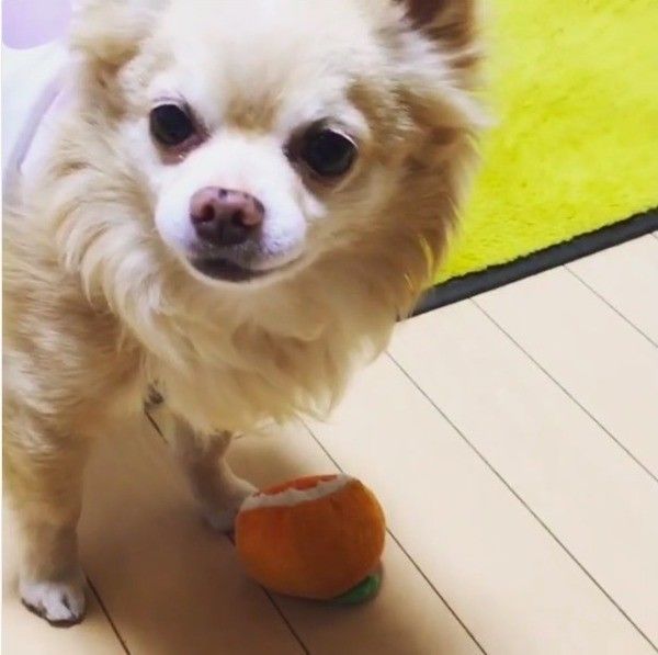 ボールさばきが上手なワンコ