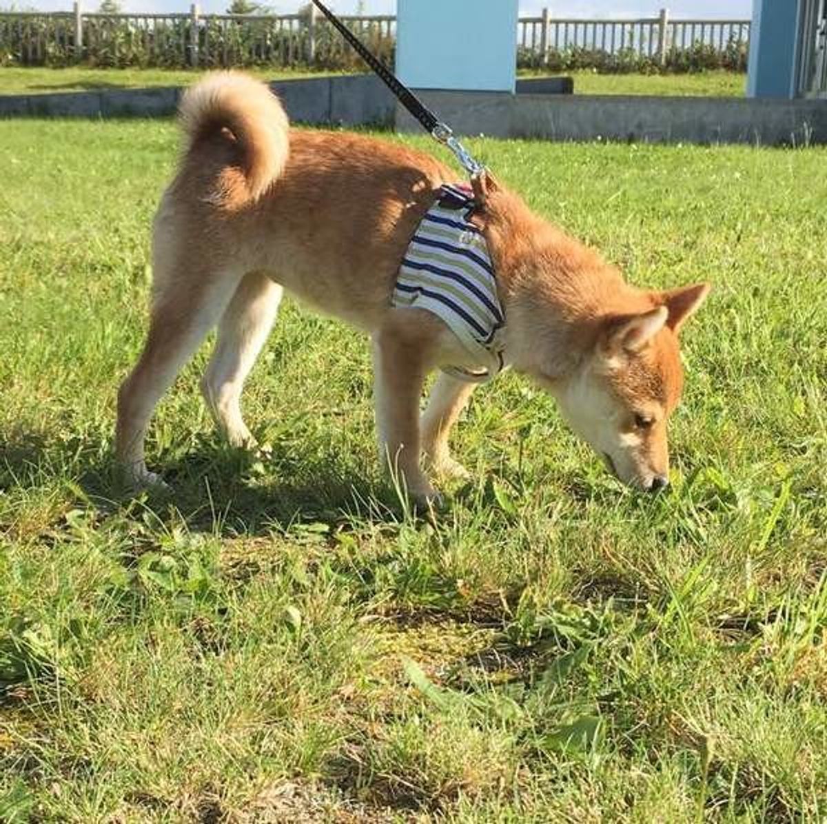 縄張り主張じゃない 知って驚く犬のオシッコ新常識と面白エピソード いぬのきもちweb Magazine 縄張り主張じゃない 知って驚く犬のオシッコ新常識と面白エピソード いぬのきもちweb Magazine