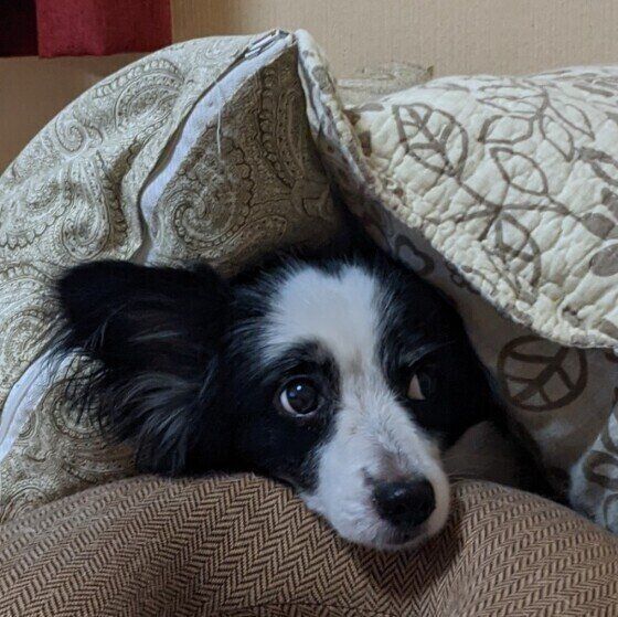 犬の平熱は38.5度前後