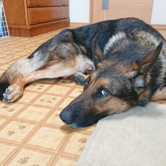 ジャーマン・シェパード・ドッグのルディくん