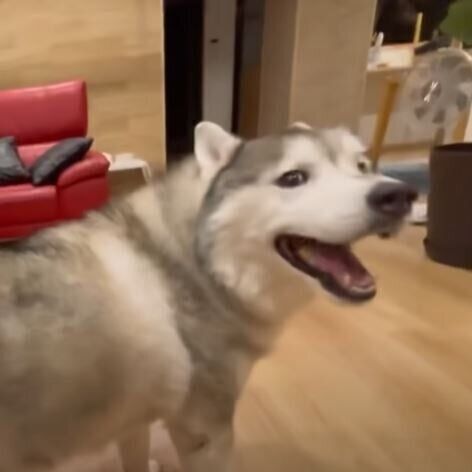 落ち着かないシベリアン・ハスキー